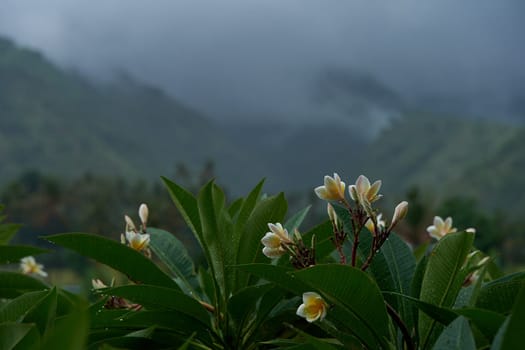 Tropical rainstorm. Drops fall on the Asian flowering frangipani tree against the background of cascading mountains