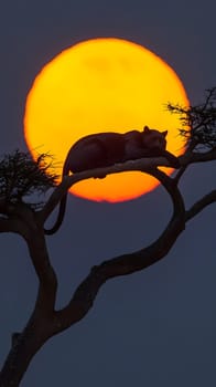A silhouette of a cat resting on a branch against a sunset backdrop.