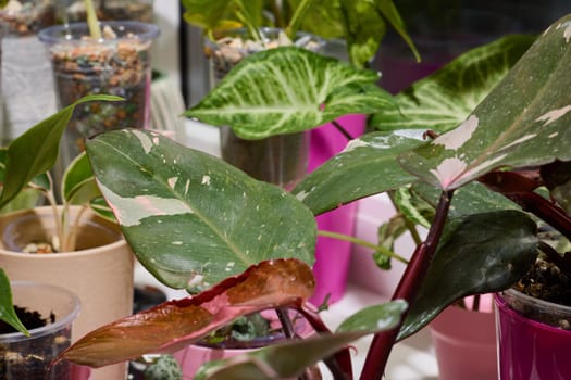 A vibrant assortment of indoor plants in stylish pots, showcasing lush greenery and unique leaf patterns.