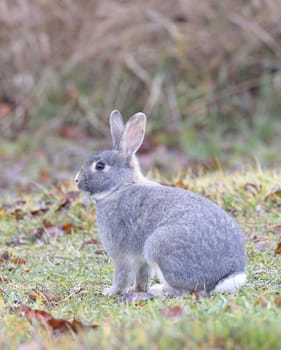 A small cute gray rabbit sits at the edge of the grass in north Idaho.