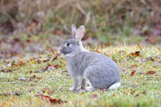 A small cute gray rabbit sits at the edge of the grass in north Idaho.