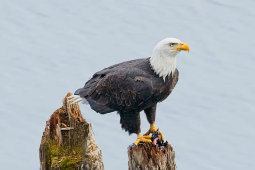 An american bald eagle is perched on a wood post with a fish in its talons by a lake in north Idaho.
