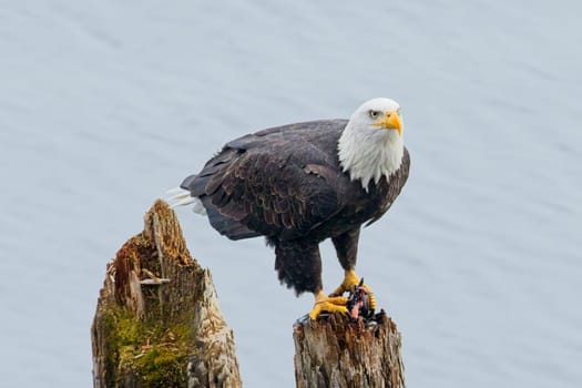 An american bald eagle is perched on a wood post with a fish in its talons by a lake in north Idaho.