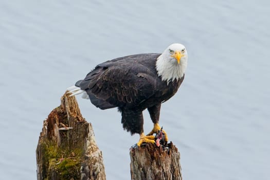 An american bald eagle is perched on a wood post with a fish in its talons by a lake in north Idaho.