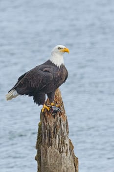 An american bald eagle is perched on a wood post with a fish in its talons by a lake in north Idaho.