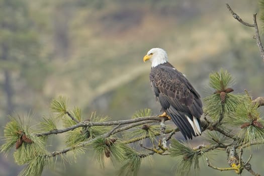 An adult bald eagle is perched on a pine tree branch in north Idaho.