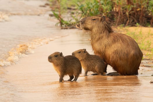 Capybara babies on beach together alone by river in Pantanal Brazil.