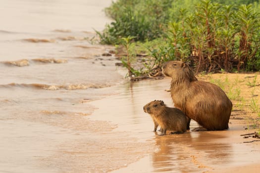 Capybara babies on beach together alone by river in Pantanal Brazil.