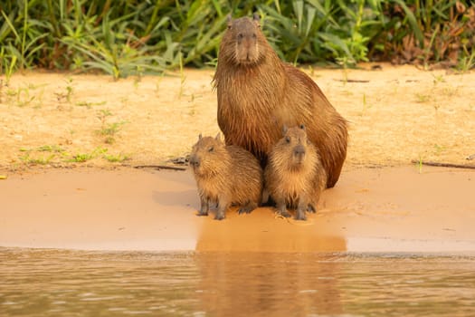 Capybara babies and mother sitting together on beach by river in Pantanal Brazil.