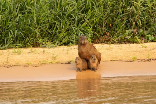 Capybara babies and mother sitting together on beach by river in Pantanal Brazil.