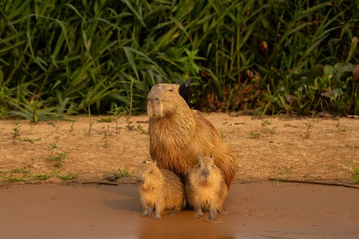 Capybara babies and mother sitting together on beach by river in Pantanal Brazil.
