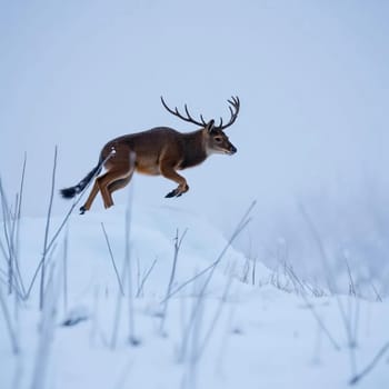 Winter wildlife nature snow trees weather white brown blue sky background . High quality photo