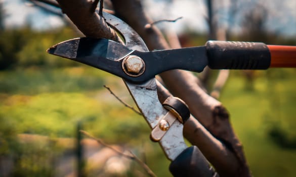 A closeup of a big secateur is cutting tree branches in the garden. A big pruner is cutting a tree during the seasonal spring work in the yard, the background is blurred.