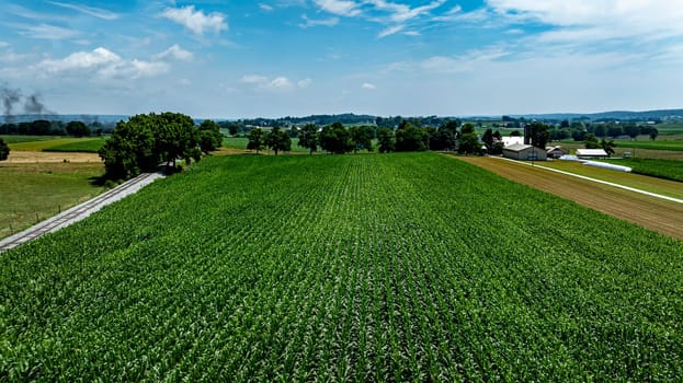 Expansive cornfield thrives in the warm sunlight, surrounded by trees and distant farm structures. The clear blue sky enhances the vibrant greenery, creating a peaceful rural landscape.