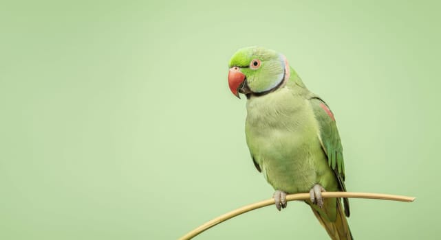 Vibrant green parrot with striking red beak perched gracefully on a slender branch. the gentle pastel background highlights the bird's vivid plumage, ideal for themes of nature, wildlife, and conservation.