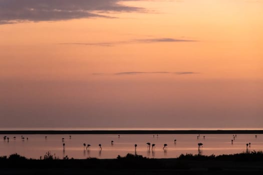 Silhouettes and reflections of flamingos as the sun sets, leavings wonderful pink and orange colours in the sky. Camargue, france