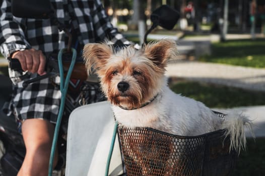 close-up portrait of a dog sitting in a basket on a scooter