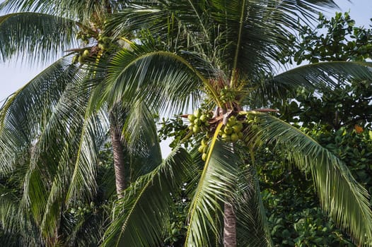 Coconuts Growing On Tree. coconut bunch on uprisen angle, fragrant coconut.