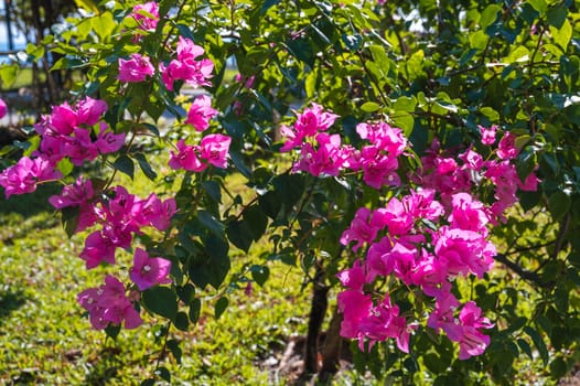 Bougainvillea flower. Pink Bougainvillea spectabilis. A flowering plant. Close view of Bougainvillea flower blooming.