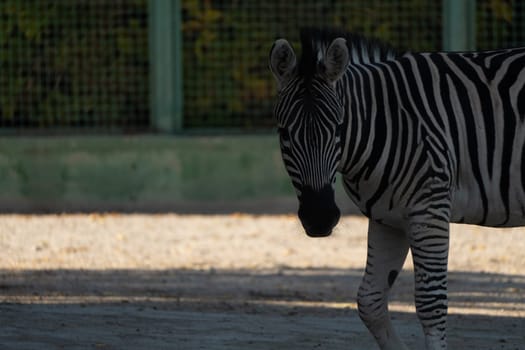 Here's a caption for the image: A zebra stands in a zoo enclosure. Its black and white stripes are clearly visible. The ground is dirt; a fence is in the background.