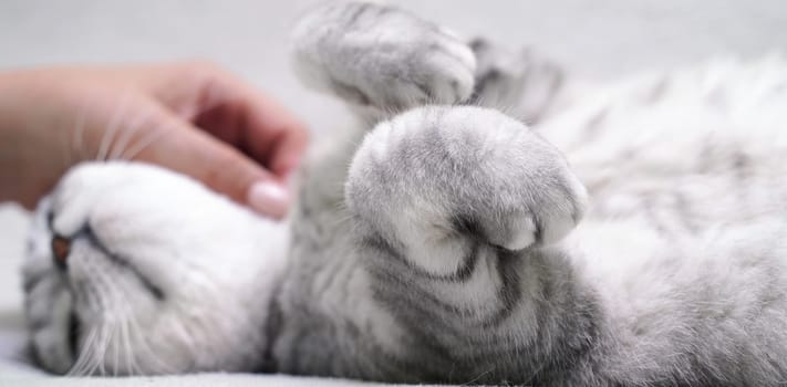 Scottish straight-eared cat lies on its back. The cat is upside down, the hand strokes the cat