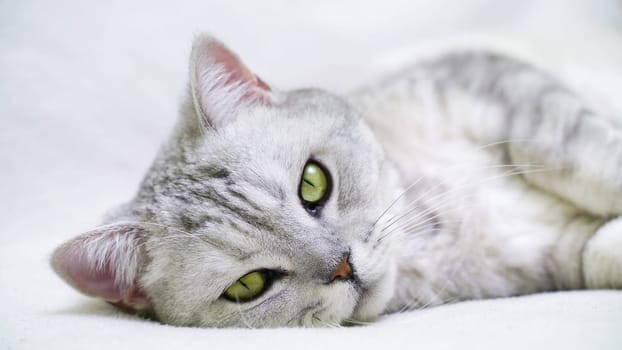 Scottish straight cat lies on his back. Cat upside down. Close up white cat face