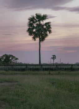 Silhouette of outstanding sugar palm tree in the middle of a rice field against sky during colorful sunset. Beautiful scenic view of nature landscape in rural, use it as your Wallpaper, Poster and Space for text. Selective focus.