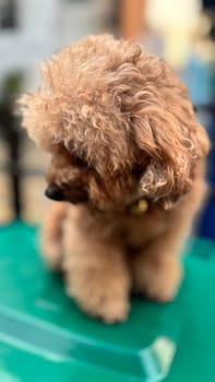 cute and fluffy healthy brown poodle dog pictured outdoors with a loving and joyful expression, exuding happiness