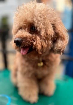 cute and fluffy healthy brown poodle dog pictured outdoors with a loving and joyful expression, exuding happiness