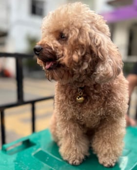 cute and fluffy healthy brown poodle dog pictured outdoors with a loving and joyful expression, exuding happiness