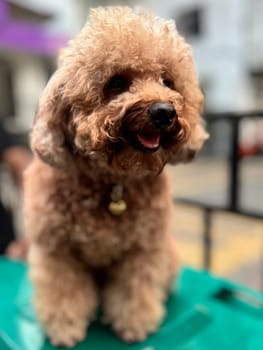 cute and fluffy healthy brown poodle dog pictured outdoors with a loving and joyful expression, exuding happiness