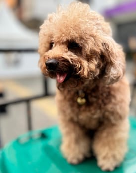 cute and fluffy healthy brown poodle dog pictured outdoors with a loving and joyful expression, exuding happiness