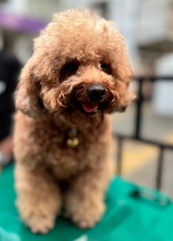 cute and fluffy healthy brown poodle dog pictured outdoors with a loving and joyful expression, exuding happiness