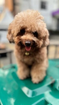 cute and fluffy healthy brown poodle dog pictured outdoors with a loving and joyful expression, exuding happiness
