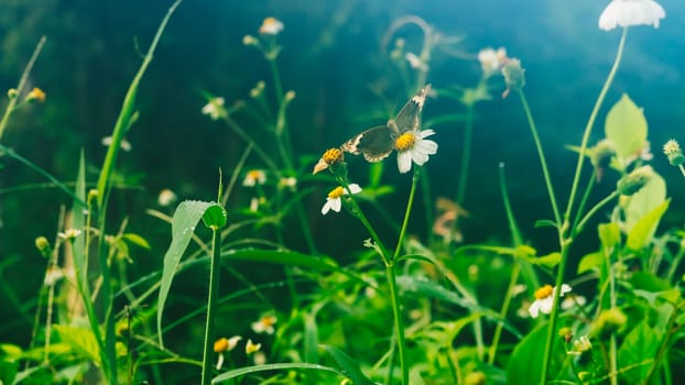 Summer mood background. Energy of Magic wild flora and fauna. Flowers, grass, butterflies.
