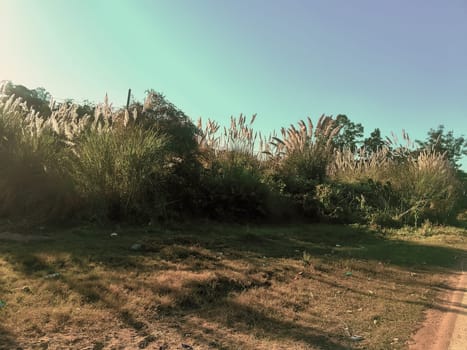 Towering, feathery pampas grass waves under a clear blue sky, casting long shadows on the sun-kissed, grassy terrain. A dirt path curves gently through the serene, open landscape, evoking a sense of calm and natural beauty.