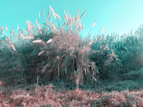 A whimsical, otherworldly palm tree stands tall amidst a lush, alien-like landscape. The vivid teal sky creates a surreal mood, while fluffy, pinkish fronds sway gently, giving the scene an enchanting, dreamlike quality. The dense, varied foliage hints at a thriving, exotic ecosystem.