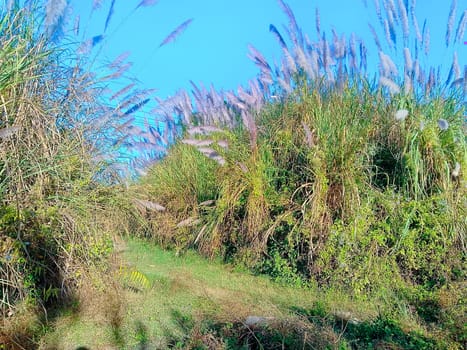 Tall, feathery plumes sway gracefully in the breeze under a vibrant blue sky. This lush, sunlit landscape exudes tranquility, with mixed grasses and shrubs creating a serene, natural haven. The combination of green and purple hues adds a touch of whimsy to the scene.
