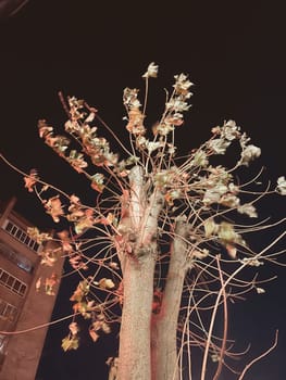 Retro aesthetic vintage photo of tree with leaves on a dark night background