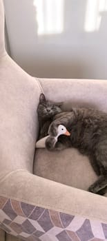A grey cat sleeps on a chair with a toy goose. Pets. Selective focus. Mobile photography