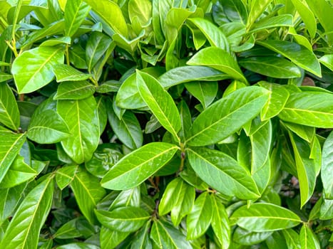 A vibrant display of green leaves fills the frame, showcasing the healthy foliage of a shrub in a well-maintained garden. Sunlight creates a lively atmosphere.