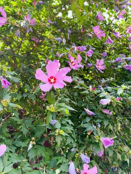 Vivid hibiscus flowers display vibrant pink petals amidst lush green foliage. This serene garden setting showcases nature's beauty during a bright sunny day.