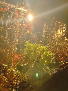 Aesthetic warm vintage photo with Christmas festive plants and decorations