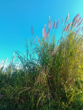 Tall, feathery plumes of purple fountain grass sway gently against a clear blue sky, creating a serene and vibrant natural scene. The lush greenery and delicate blooms evoke a peaceful, sun-kissed mood.