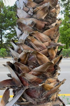A close-up view of a palm tree trunk displaying intricate textures and natural patterns. The background features a roadway lined with trees, suggesting an urban environment.
