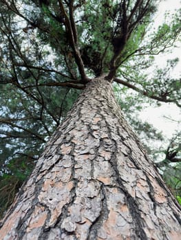 A towering pine tree stretches skyward, showcasing its textured bark and lush green needles. The perspective highlights the grandeur of nature's design and the tree's height.