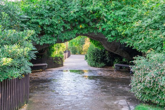 A serene walkway is sheltered by a natural arch of vibrant green foliage. The path, lined with benches, invites peaceful strolls after a refreshing rain.