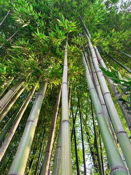 Tall bamboo stalks tower overhead, their vibrant green leaves contrasting against the clear blue sky. Sunlight filters through the dense foliage, creating a peaceful atmosphere.