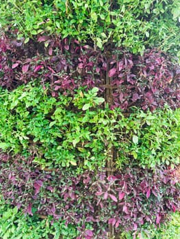 A vibrant vertical garden features layers of lush green and purple plants thriving in sunlight. The arrangement showcases diverse foliage, creating a stunning visual effect.