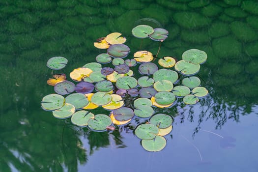 A cluster of lily pads with yellow and green leaves gently rests on the calm surface of a pond, surrounded by vibrant reflections of nearby plants and trees.
